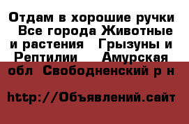 Отдам в хорошие ручки - Все города Животные и растения » Грызуны и Рептилии   . Амурская обл.,Свободненский р-н